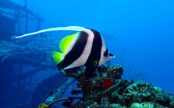 scuba